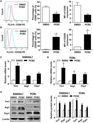 Procyanidin B2 Activates PPARγ to Induce M2 Polarization in Mouse Macrophages